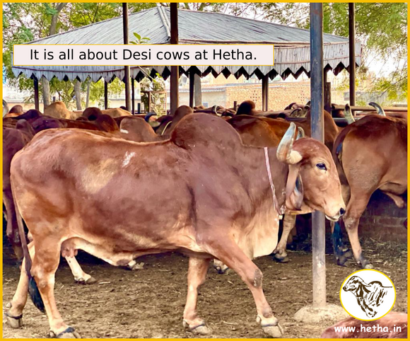 Gir Cow A2 Milk, Sahiwal Cow A2 Milk, A2 Milk, Desi cow A2 milk at Hetha Ghaziabad Delhi Noida Faridabad Gurgaon Gurugram. Delhi NCR. A2 Paneer, A2 curd, A2 Khoya or Khoa, A2 Butter or Makhan, A2 Milk powder, A2 Buttermilk, A2 cheese, best A2 milk premium