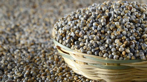 Pearl millet / Bajra Seeds - Certified Organic - Hetha Organics LLP