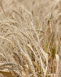 Khapli Whole Wheat Grains - Certified Organic by ECOCERT - Hetha Organics LLP