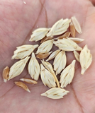 Khapli Whole Wheat Grains - Certified Organic by ECOCERT - Hetha Organics LLP
