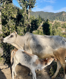 Full Moon Himalayan Badri Cow Bilona Ghee / A2 Ghee - Hetha Organics LLP