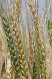 Khapli Whole Wheat Grains - Certified Organic by ECOCERT - Hetha Organics LLP