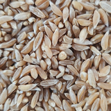 Khapli Whole Wheat Grains - Certified Organic by ECOCERT - Hetha Organics LLP