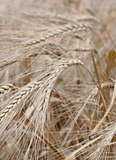 Khapli Whole Wheat Grains - Certified Organic by ECOCERT - Hetha Organics LLP