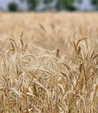 Khapli Whole Wheat Grains - Certified Organic by ECOCERT - Hetha Organics LLP