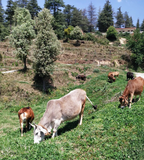 Himalayan Badri Cow A2 cultured Bilona Ghee / A2 Ghee - Hetha Organics