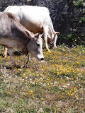 Himalayan Badri Cow A2 cultured Bilona Ghee / A2 Ghee - Hetha Organics