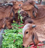 Fresh Raw Desi Cow A2 Milk