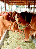 Sahiwal cows feeding on organic fodder