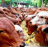 Hetha Delhi Noida Greater Noida Faridabad Gurgaon Ghaziabad. Farm fresh produce. Order online from our organic shop website and get free home delivery.