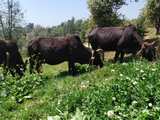 Himalayan Badri Cow A2 cultured Bilona Ghee / A2 Ghee - Hetha Organics