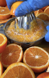 Himalayan Malta Squash - Hetha Organics