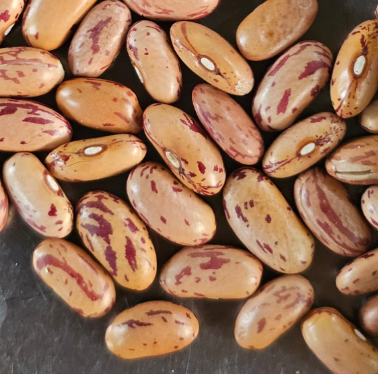 Himalayan Chitkabra Rajma