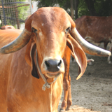 Fresh Raw Cruelty Free Gir Cow A2 Milk (in Delhi NCR only) - Hetha Organics LLP