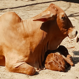 Fresh Raw Cruelty Free Sahiwal Cow A2 Milk (in Delhi NCR only) - Hetha Organics LLP