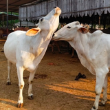 Fresh Raw Cruelty Free Tharparkar Cow A2 Milk (in Delhi NCR only) - Hetha Organics LLP
