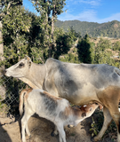 Himalayan Badri Cow A2 cultured Bilona Ghee / A2 Ghee