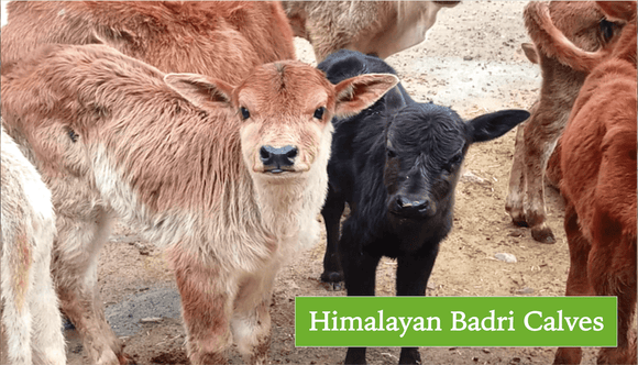 Himalayan Badri Cows Hetha Organics