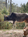 Himalayan Badri Cow A2 cultured Bilona Ghee / A2 Ghee