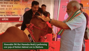 Modiji performing Puja of Hetha Sahiwal cow