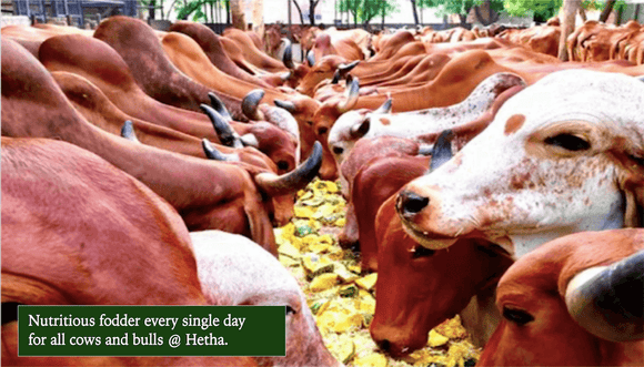 Organic fodder Gir cow milk at Hetha. A2 milk from Gir cows at Hetha Farms