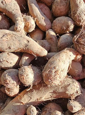 Organic Arbi / Taro root - Hetha Organics LLP
