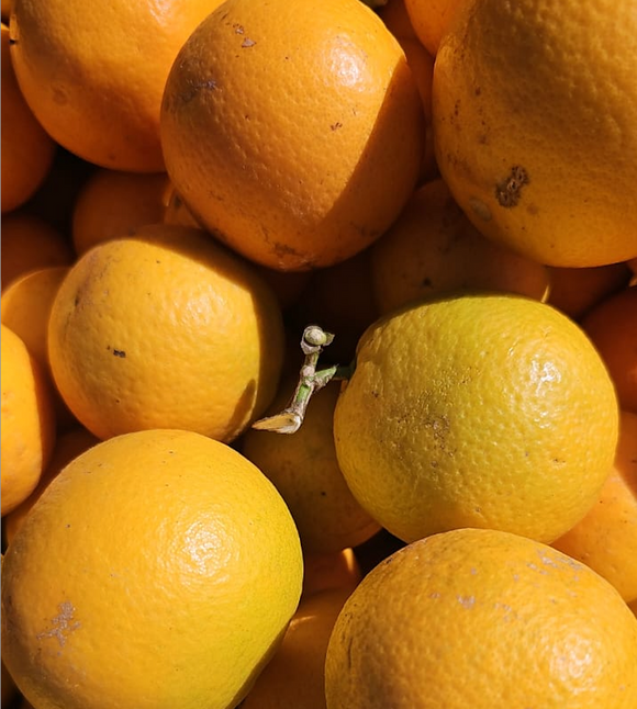 Organic Himalayan Maltas / Mausambi