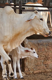 Tharparkar Cow A2 cultured Bilona Ghee / A2 Ghee