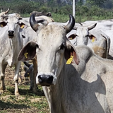 Hariana Cow A2 cultured Bilona Ghee / A2 Ghee