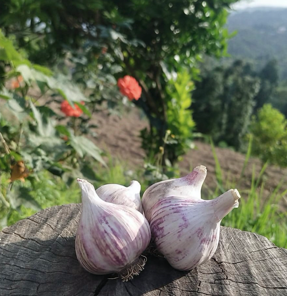 Organic Himalayan Garlic / Pahadi Lehsun - Hetha Organics