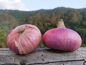 Organic Himalayan Onion / Pahadi Pyaaz - Hetha Organics