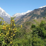 Himalayan organic Lemons - Large (Available in Delhi NCR only) - Hetha Organics