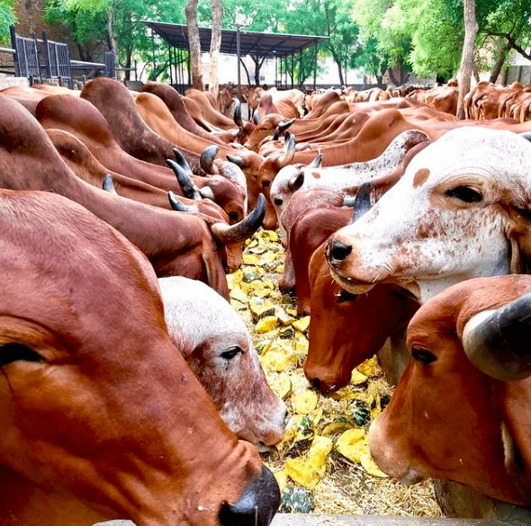 Fresh Raw A2 Milk from Desi Cows - Main Image