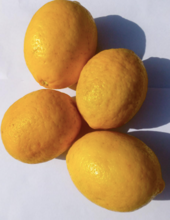 Himalayan organic Lemons - Large (Available in Delhi NCR only) - Hetha Organics