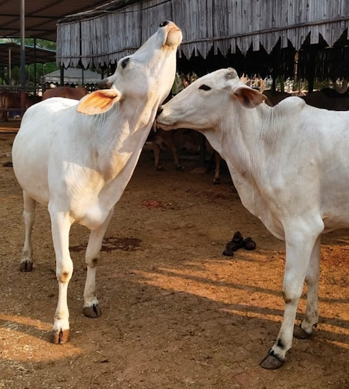 Fresh Tharparkar Cow A2 Milk (Available in Delhi NCR only) - Hetha Organics